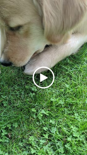 Customer video review of Bois de daim - Mastication 100% Naturelle pour Chiots et Chiens agés