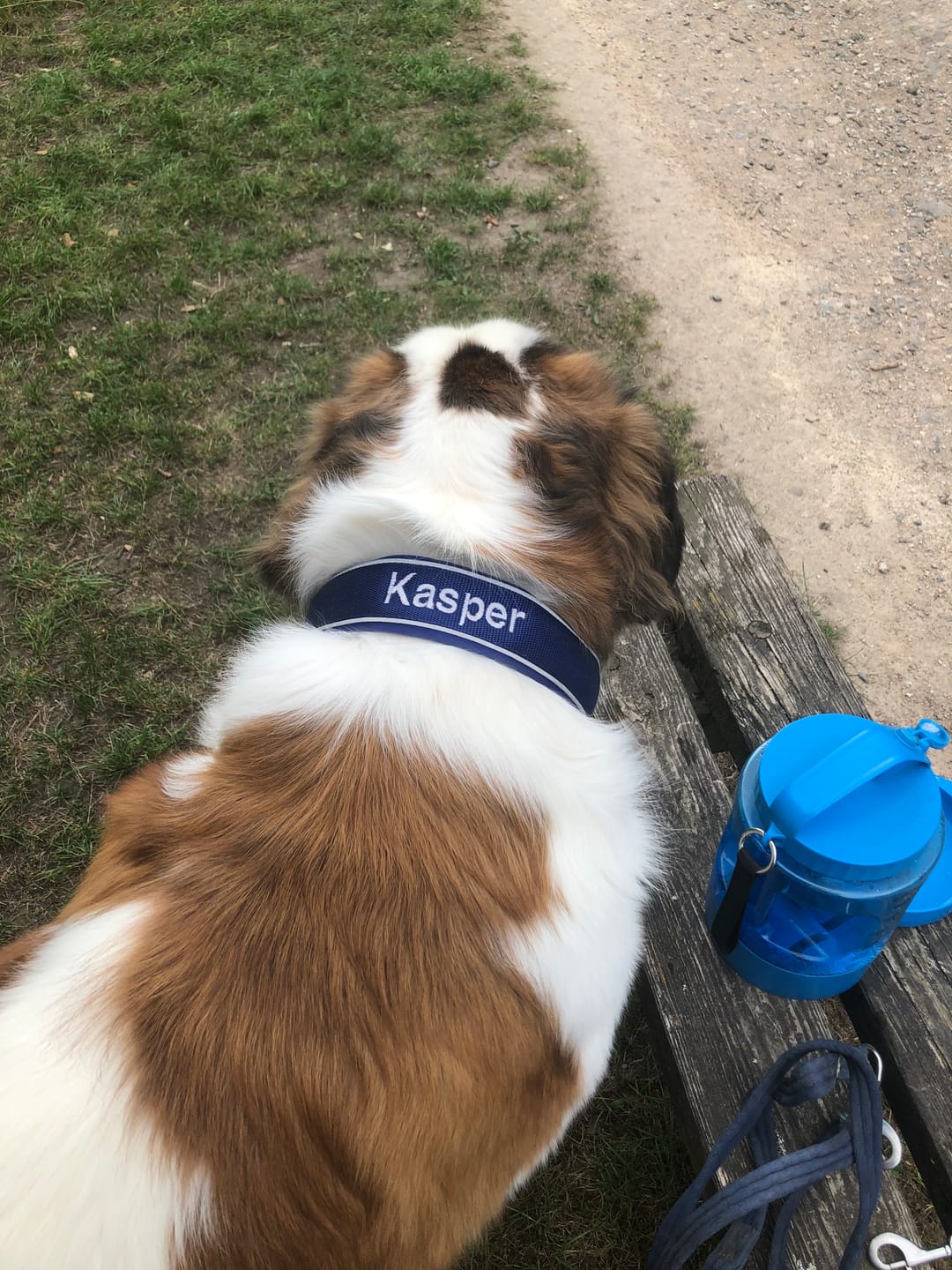 Customer photo review of 5cm Slip on Collar | Foam Padded - Blue