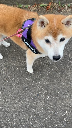 Customer photo review of FunFunPet 高機能ハーネス（お名前タグ作成サービス付き）