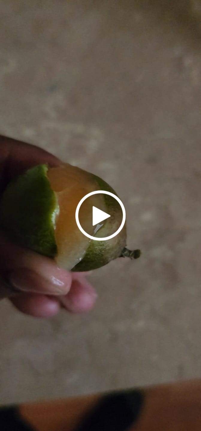 Customer video review of Mamoncillo (Guinep) *Pre-Order*