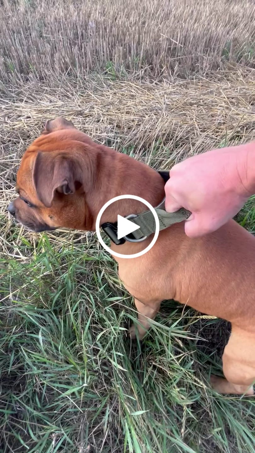 Customer video review of 4cm Combat® Collar | Handle & Rated Clip -  Khaki