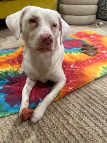 Customer photo review of Strawberry Yak Chews One Size Fits All