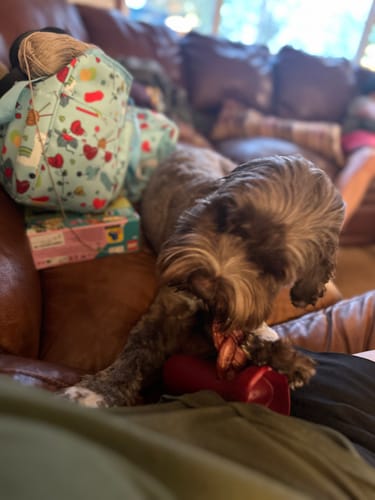 Customer photo review of 12 Inch Jumbo Braided Bully Stick