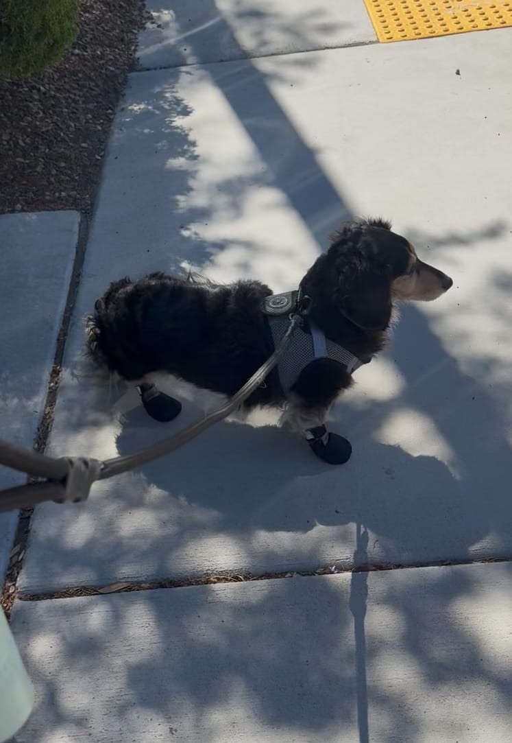 Customer photo review of The Shortie All Season Dog Shoes / Boots