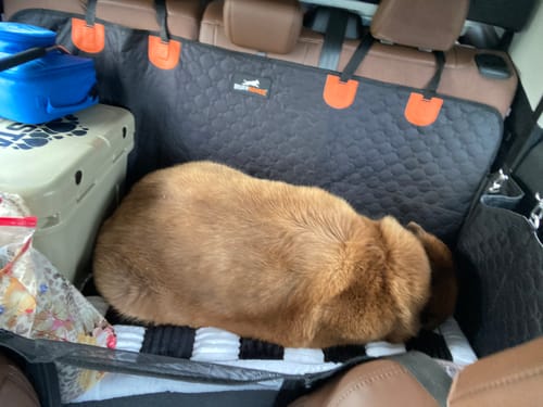 Customer photo review of RuffRover 2.0™ - Hard Bottom Dog Car Seat Protector