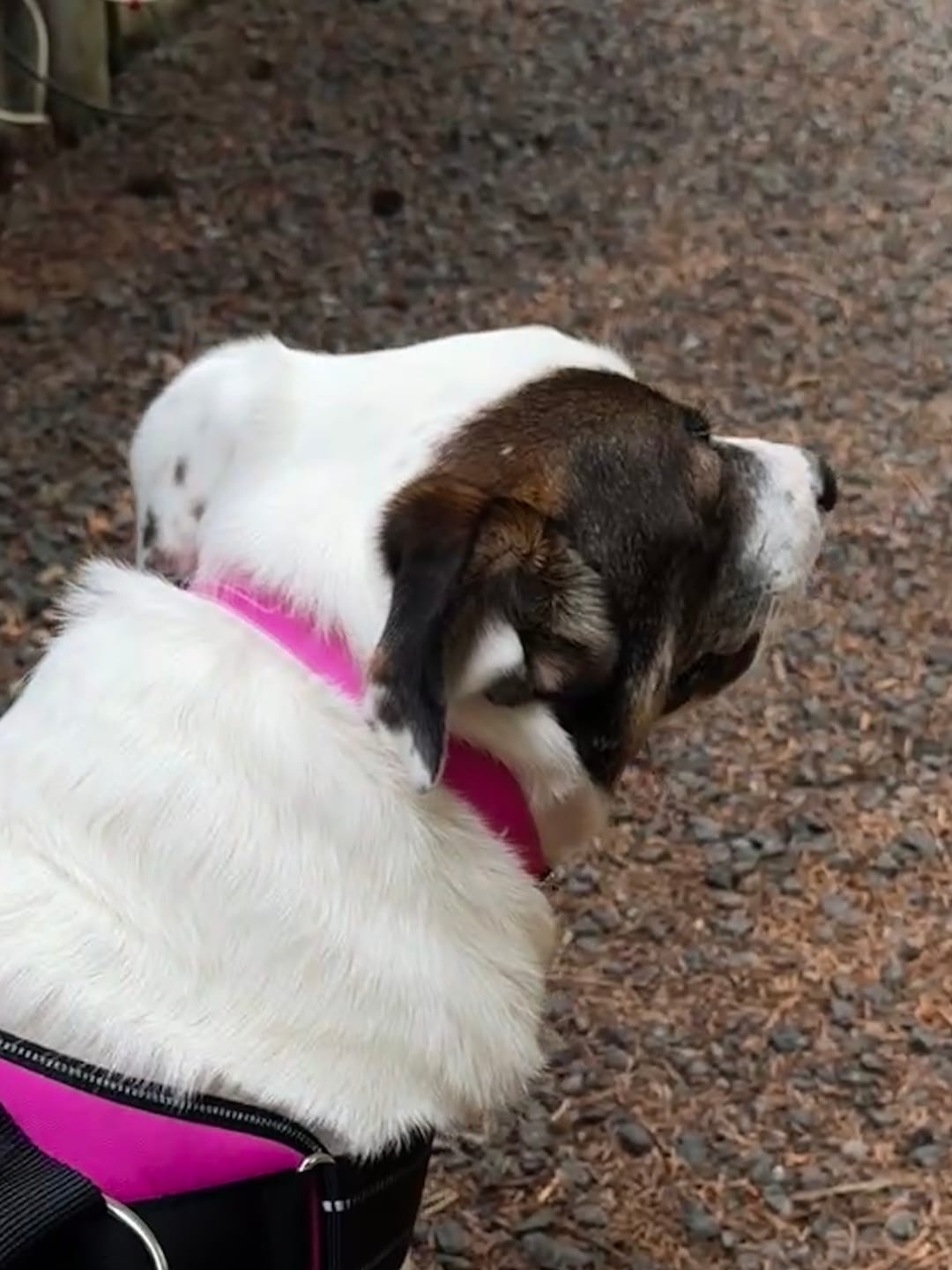 Customer photo review of Hot Pink Dog Collar