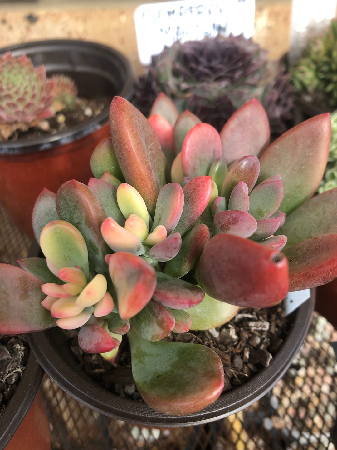 Customer photo review of Echeveria manaudes variegated