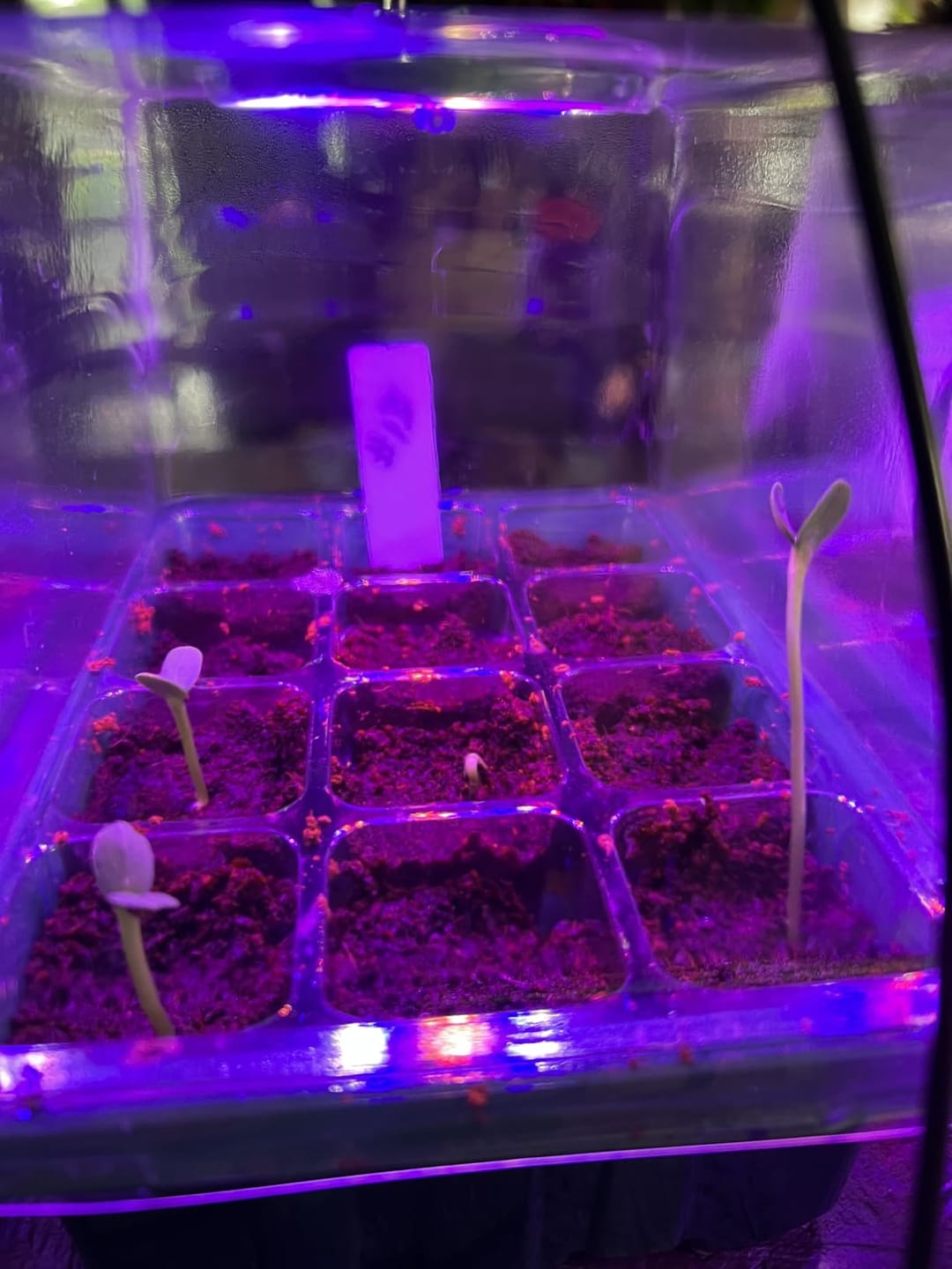 Customer photo review of GardenMate™ - Seed Starter Kit