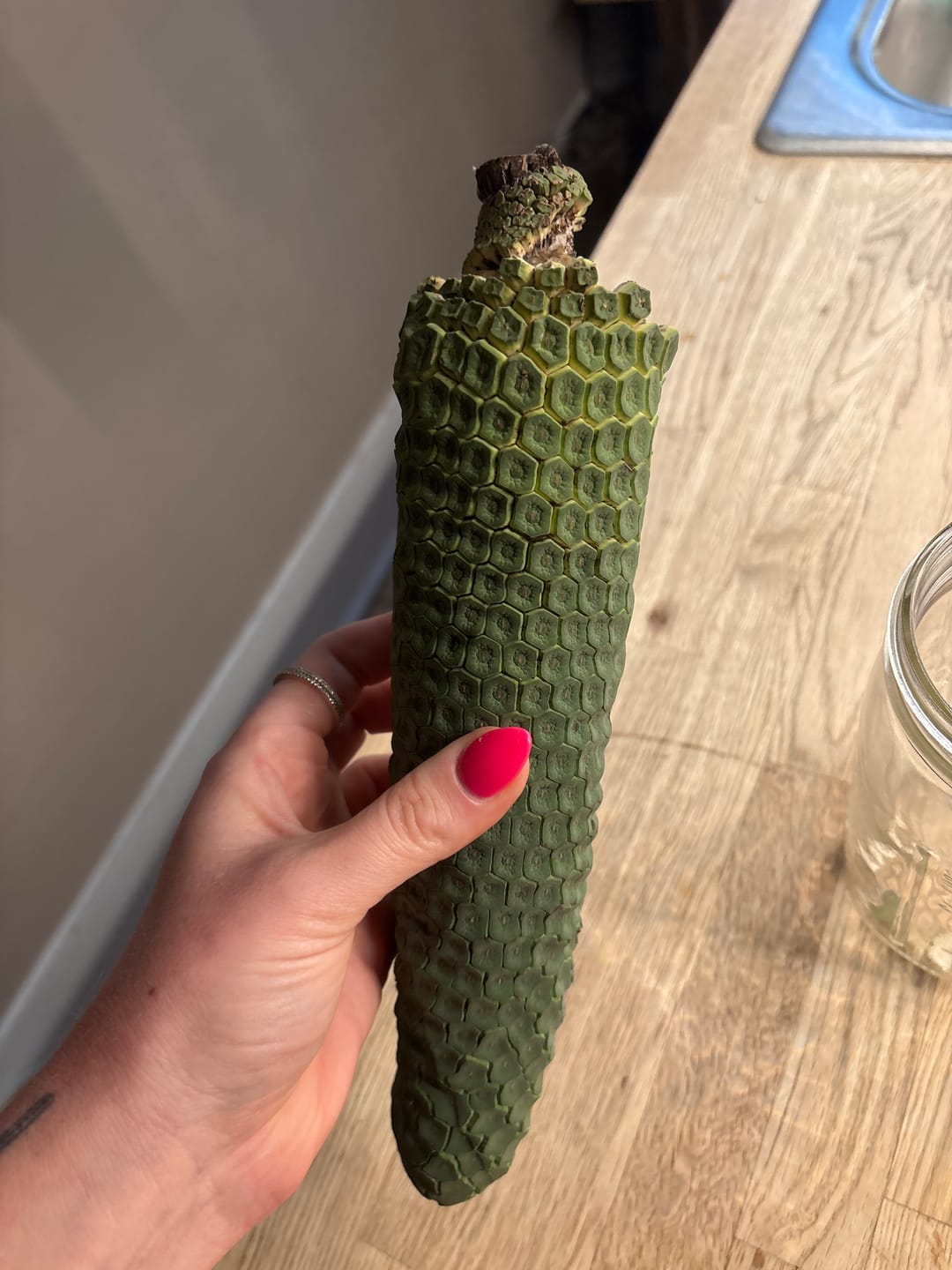 Customer photo review of Monstera Deliciosa *Pre-Order*