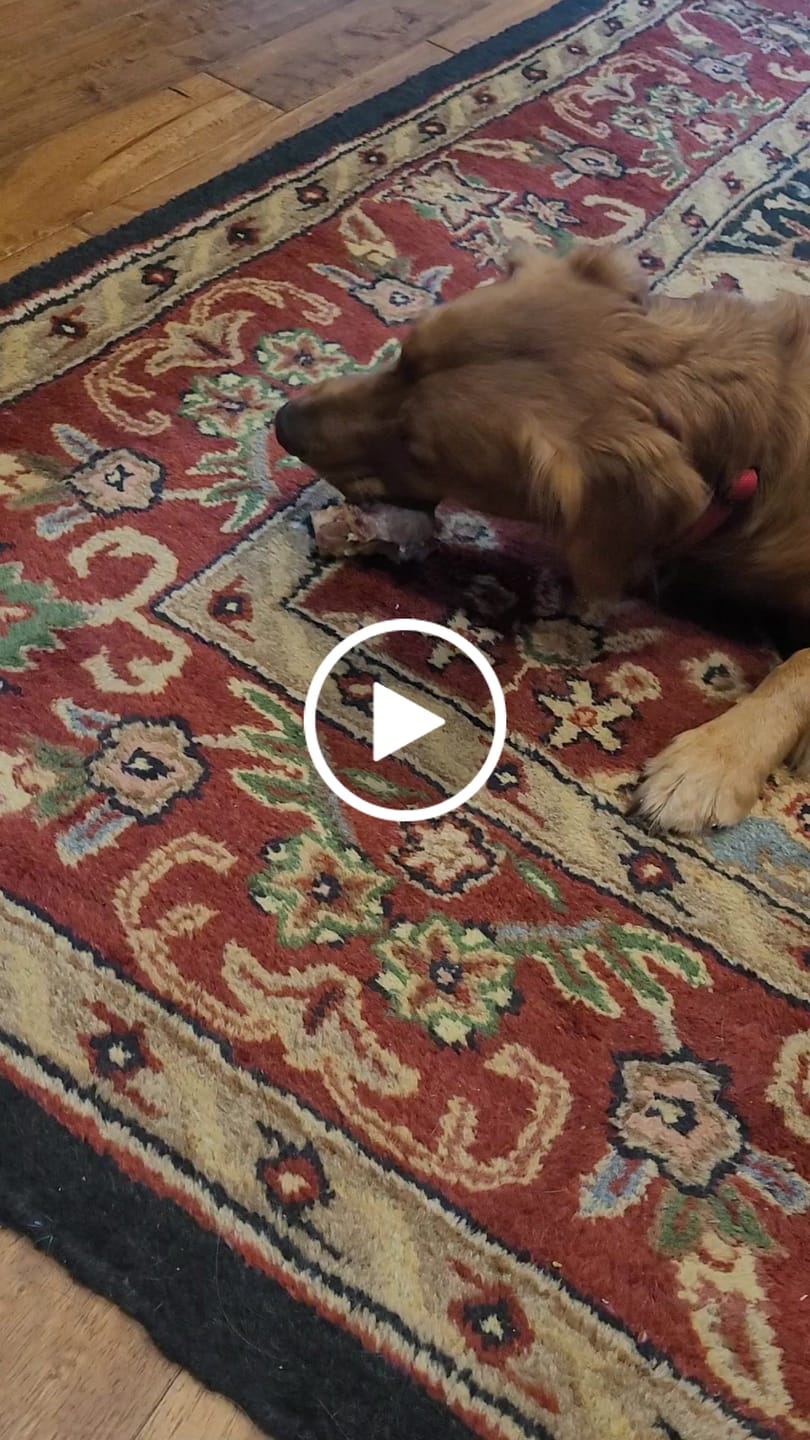 Customer video review of Ostrich Knuckle (Medium – 4" x 3"): The Perfect Chew for Small to Medium Dogs & Sensitive Stomachs