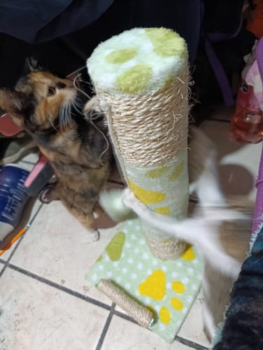 Customer photo review of CT4307 1 Pieza Rascador De Rodillo