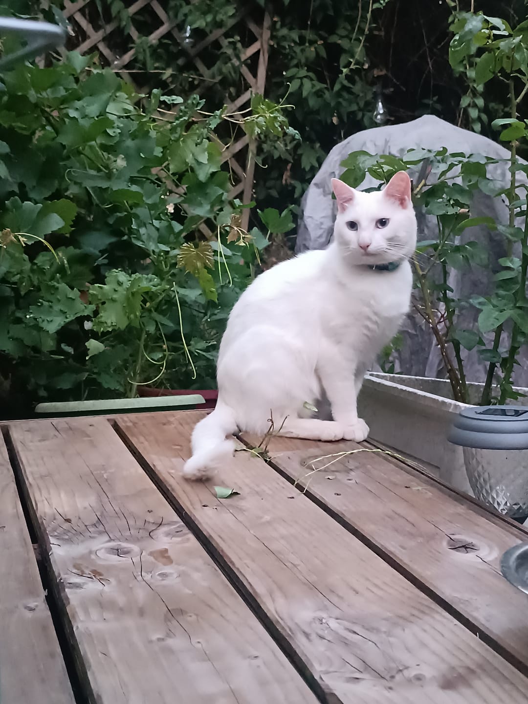 Customer photo review of Collier pour chat anti-étranglement