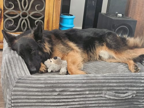 Customer photo review of PaWz Orthopaedic Dog Bed – Waterproof & Washable