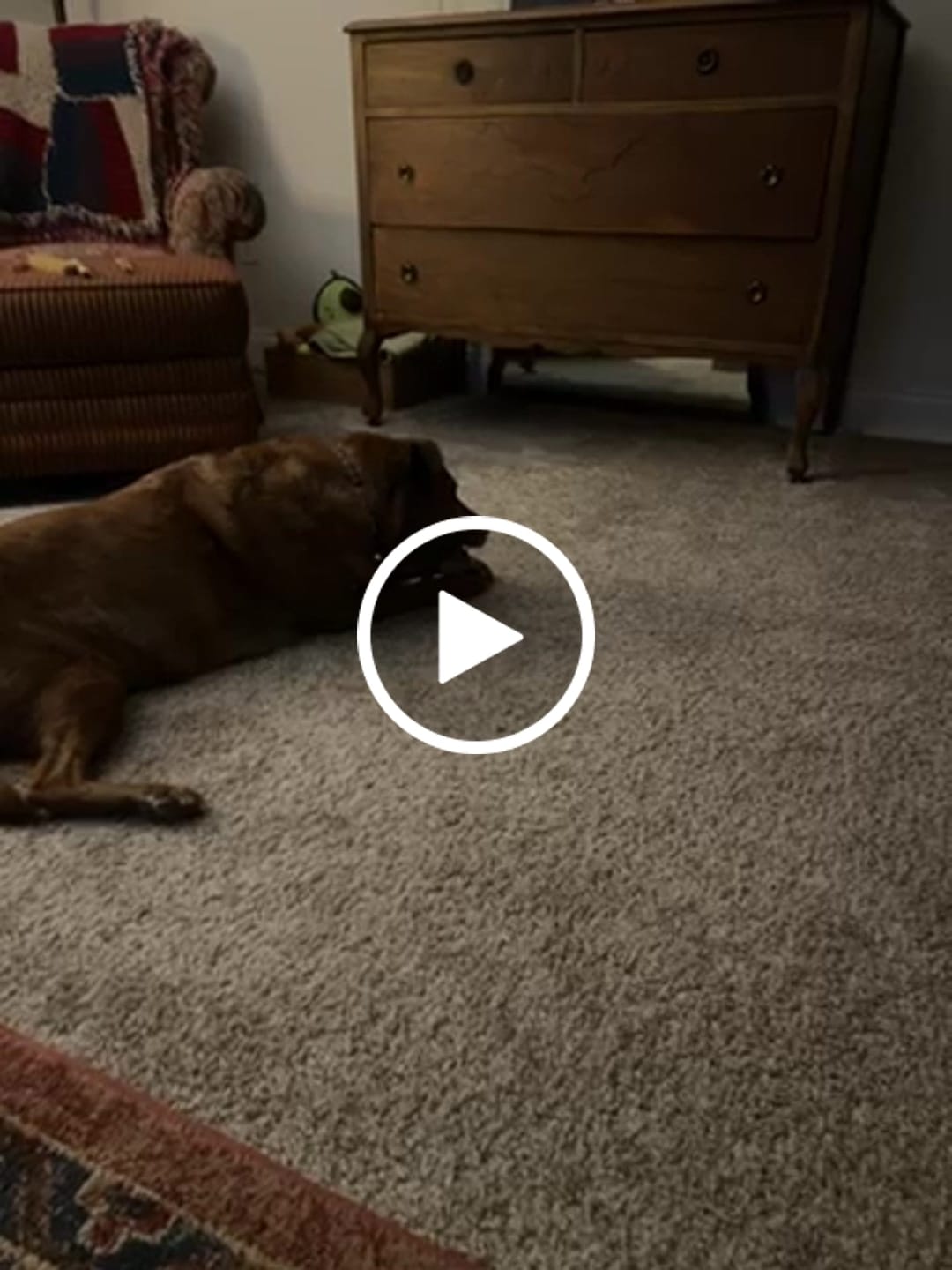Customer video review of Regular Bully Sticks