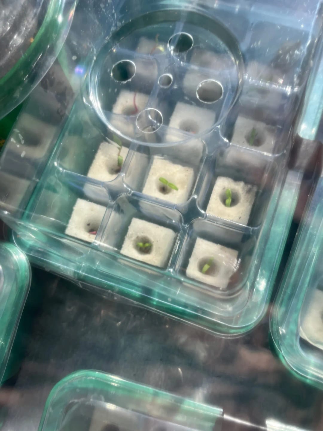 Customer photo review of GardenMate™ - Seed Starter Kit