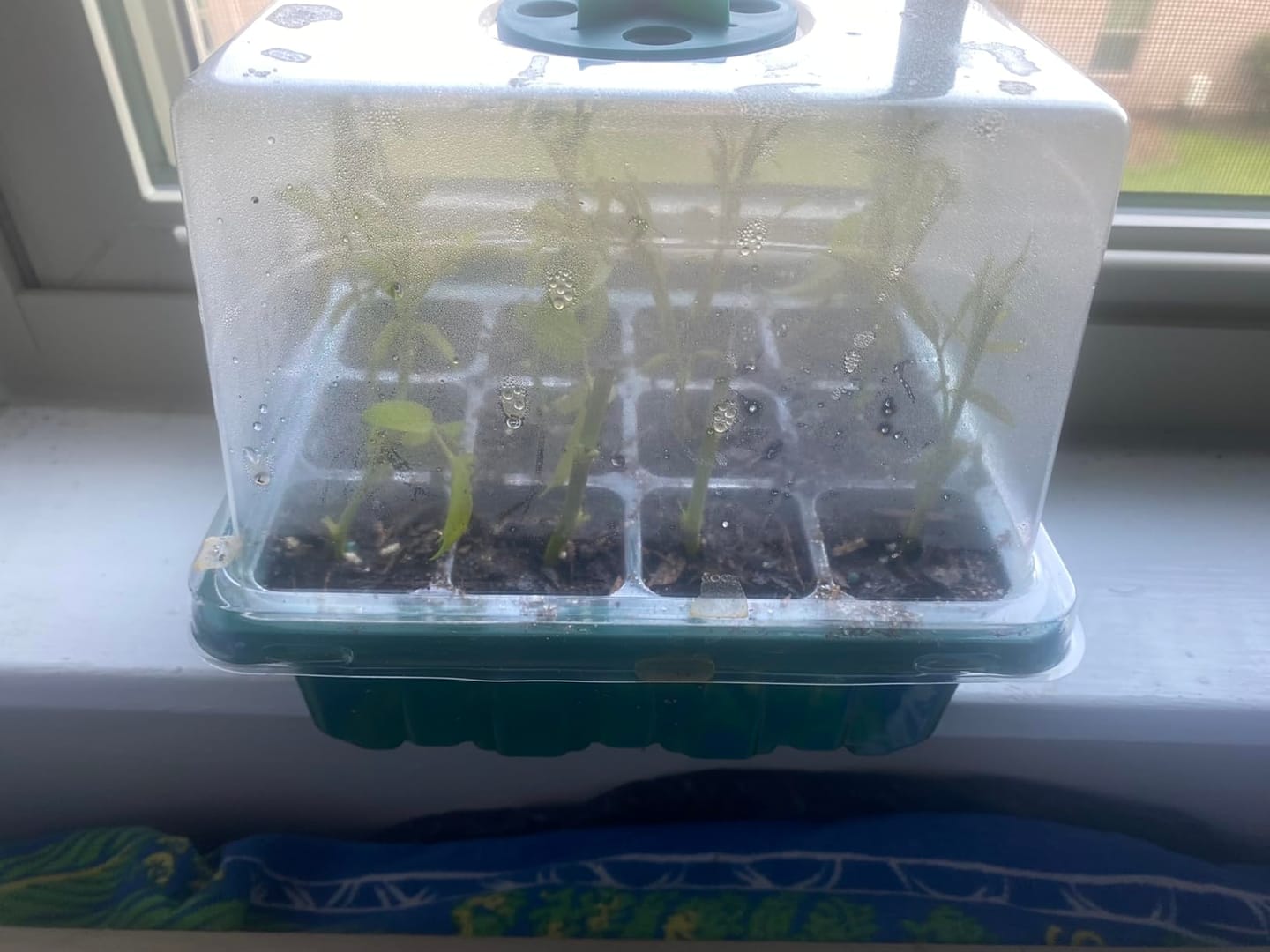 Customer photo review of GardenMate™ - Seed Starter Kit
