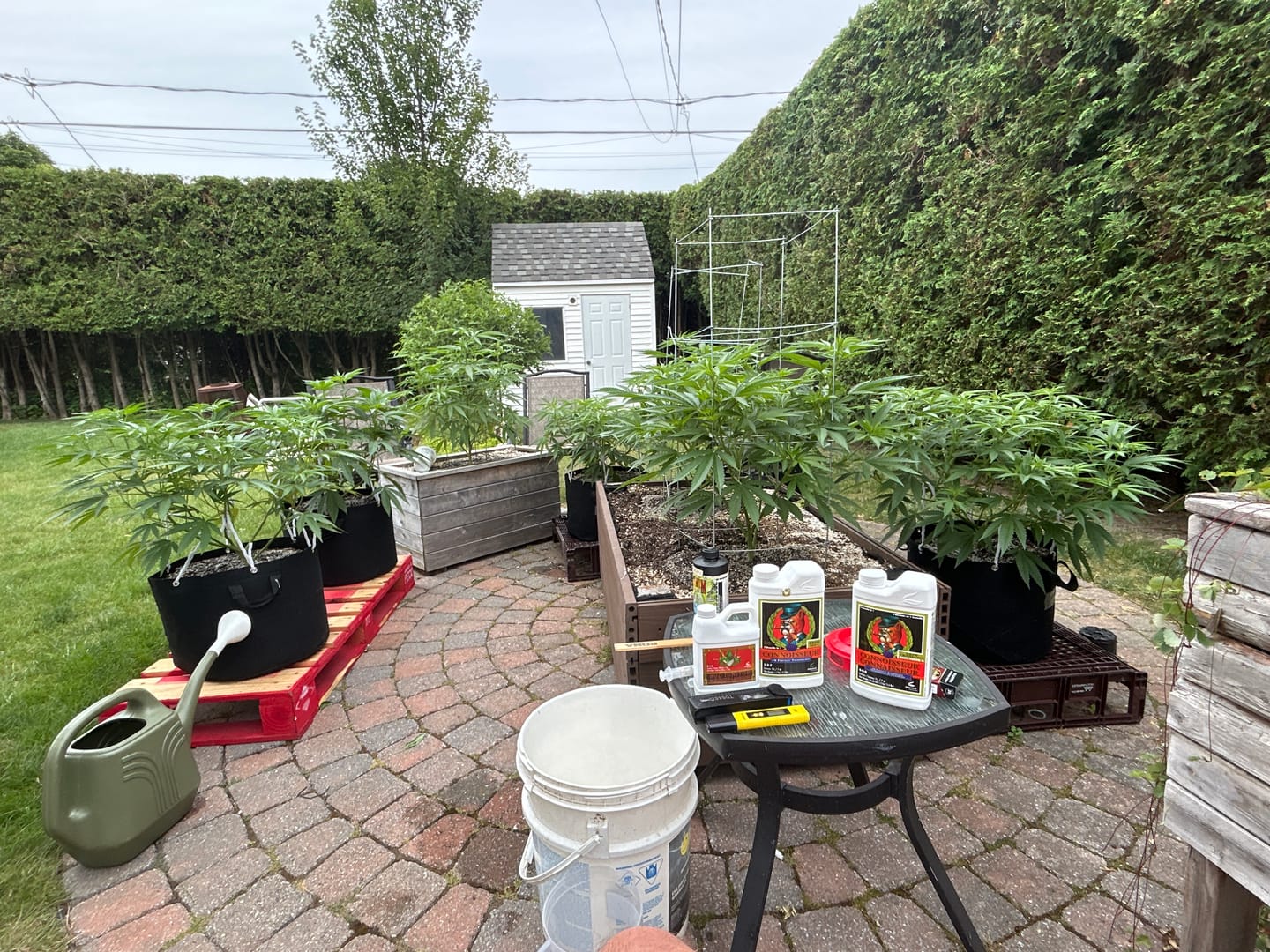 Customer photo review of Advanced Nutrients pH Perfect Connoisseur Grow B