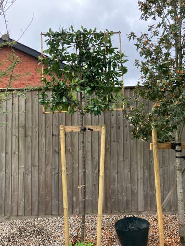 Customer photo review of Prunus laurocerasus 'Rotundifolia' (English Cherry Laurel) -  full standard (180-190cm clear stem) Pleached