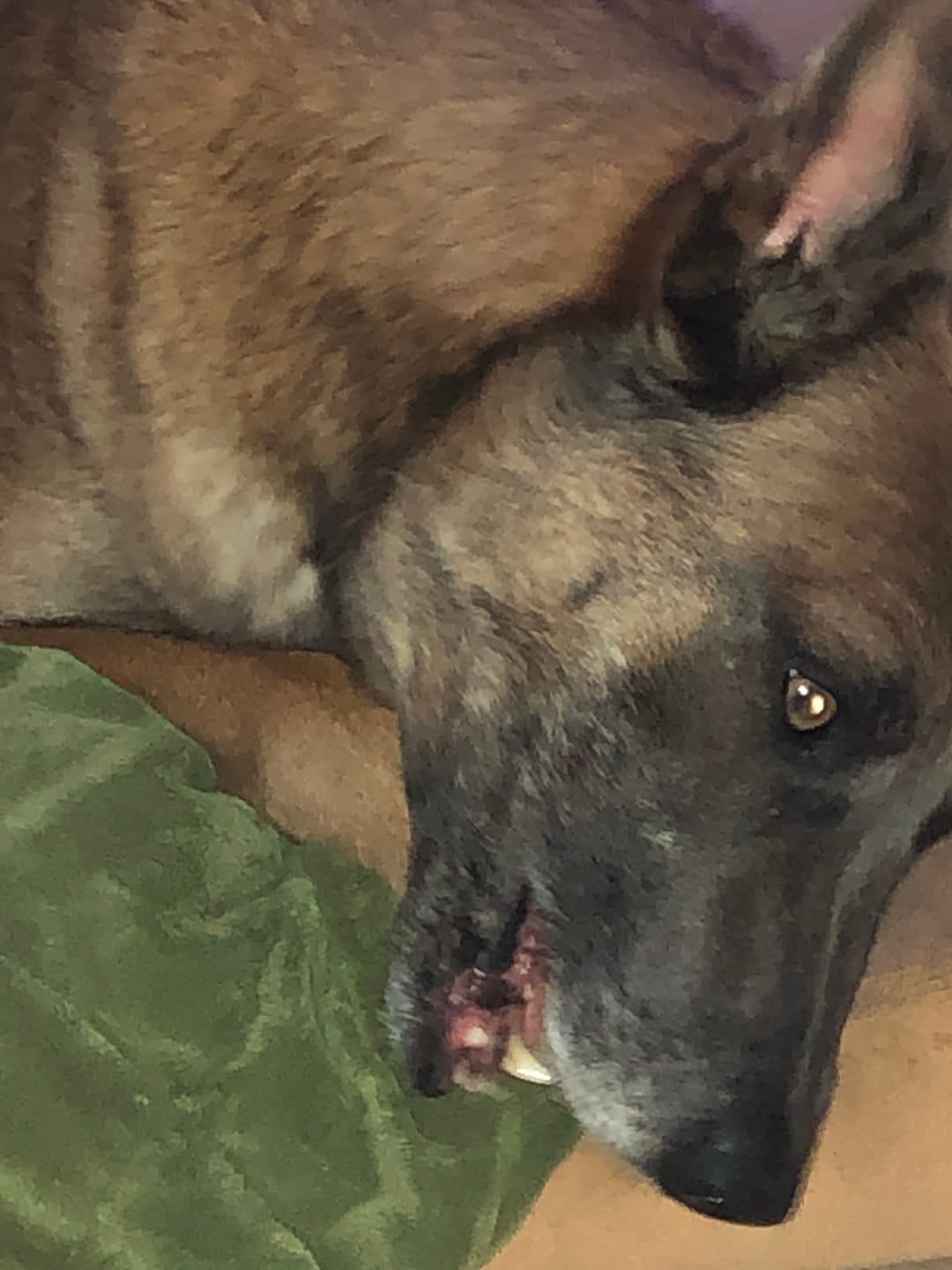 Customer photo review of Chewy Ostrich Gizzard Strips: The Protein & Omega-3 Rich, Natural Dog Chew Treat