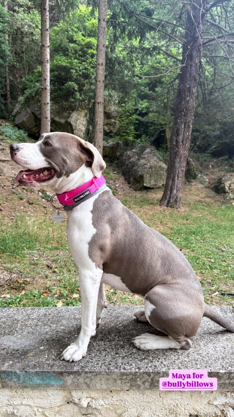 Customer photo review of 4cm Combat® Collar | With Handle & Rated Clip - Magenta