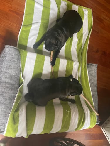 Customer photo review of Ostrich Wing Bone (13" x 1.5"): The Ultimate Long-Lasting Chew for Small Dogs & Light Chewers