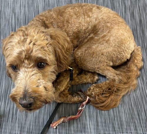 Customer photo review of Bully Bargain Bag