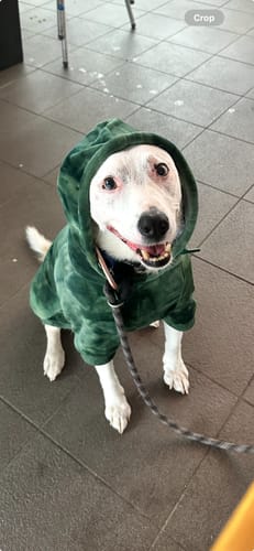 Customer photo review of Velvet Dog Hoodie - Emerald Green
