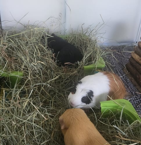 Customer photo review of Timothy Hay Box 'Soft Cut'