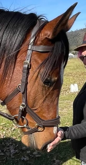 Customer photo review of HW Micklem 2 Multi-Bridle