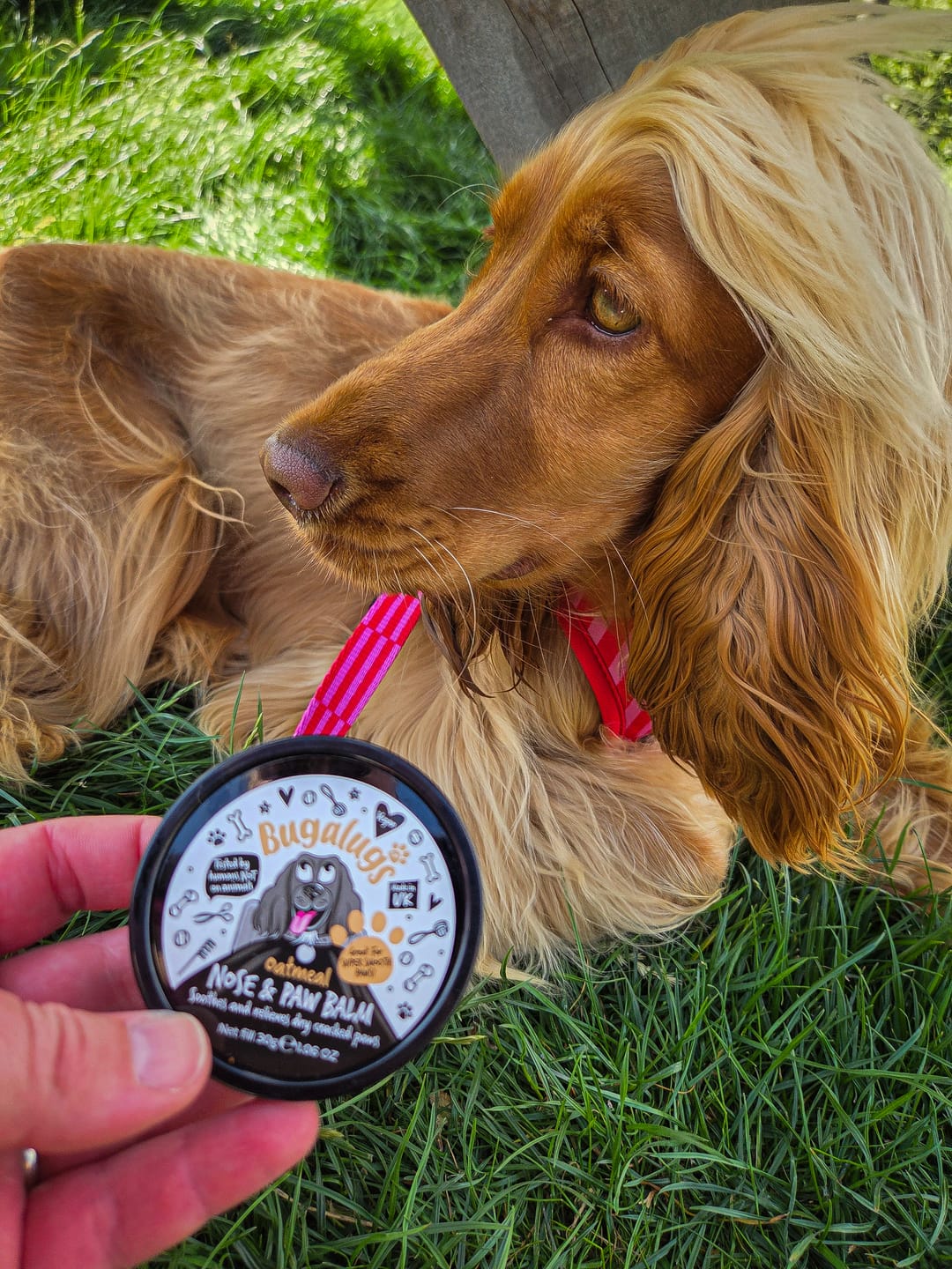 Customer photo review of Oatmeal Nose & Paw Balm Pot for Dogs
