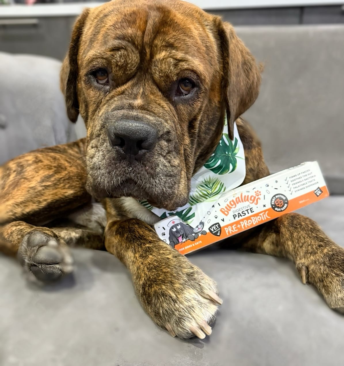 Customer photo review of Pre & Probiotic Digestive Paste for Dogs & Cats (30ml)