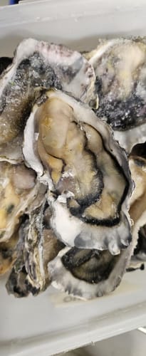 Customer photo review of Frozen Half Shell Pacific Oyster Box