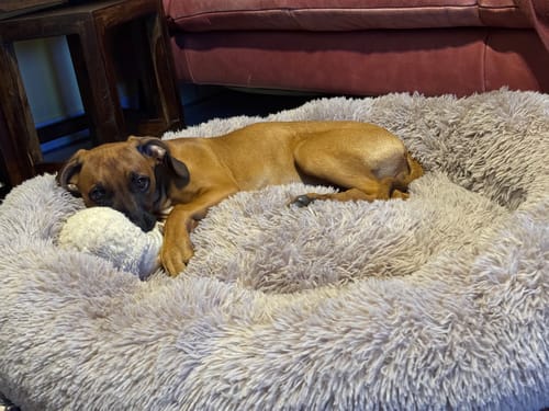 Customer photo review of Puppery Hundebett Wolke 7 - Das Original