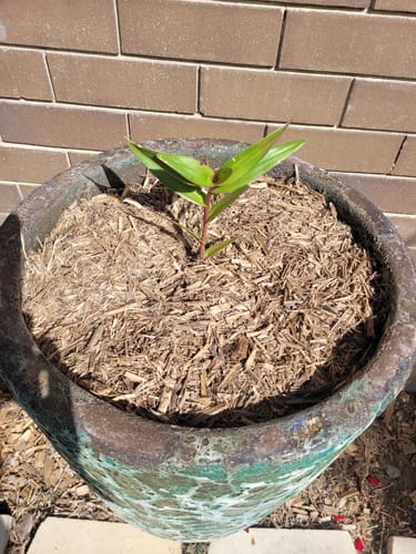 Customer photo review of Crucifix Orchid | Epidendrums| sp | Orchidaceae