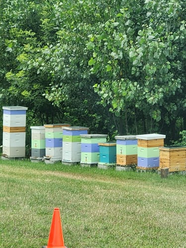Customer photo review of BeeCastle Hives 10 Frame Wax Dipped Complete Beehive Kit:2 Designed Deep Bee Boxes and 1 Super Medium Box,Includes Premium Wooden Frames and Beeswax-Plastic Foundation
