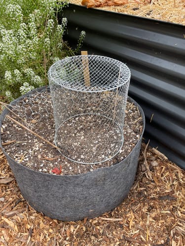 Customer photo review of Critter Cage - Plant Protectors (10 pack)