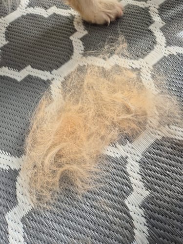 Customer photo review of Fellwunder-Bürste