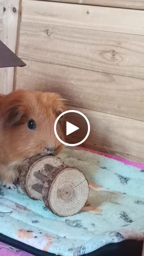 Customer video review of Box Summer Bunny - La fraicheur pour l'été