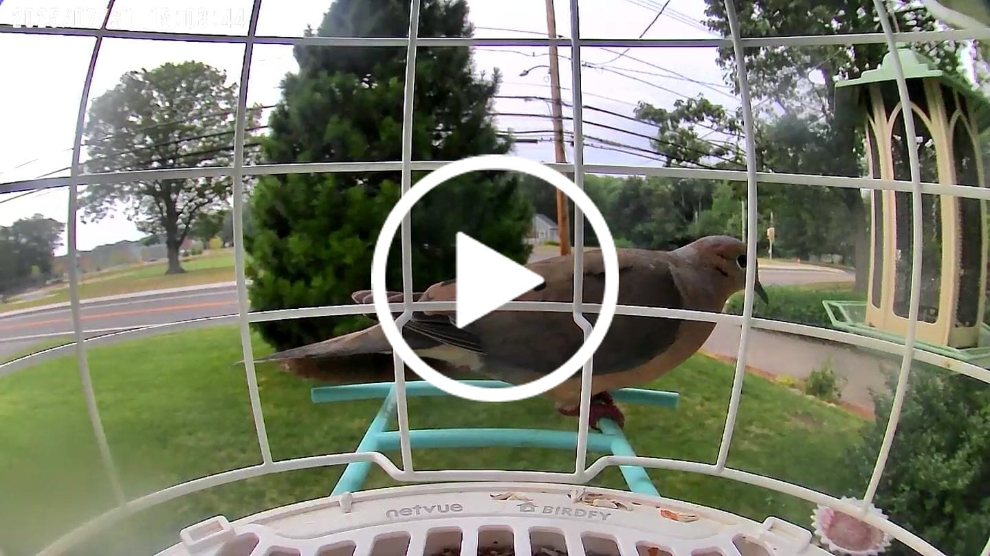 Customer video review of Birdfy Shield - Bird Feeder Shield