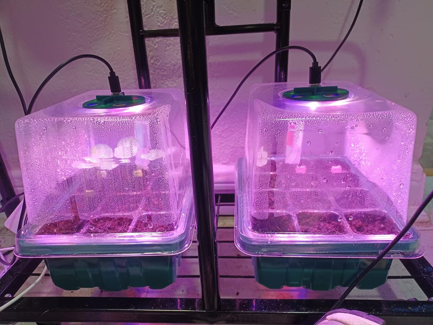 Customer photo review of GardenMate™ - Seed Starter Kit