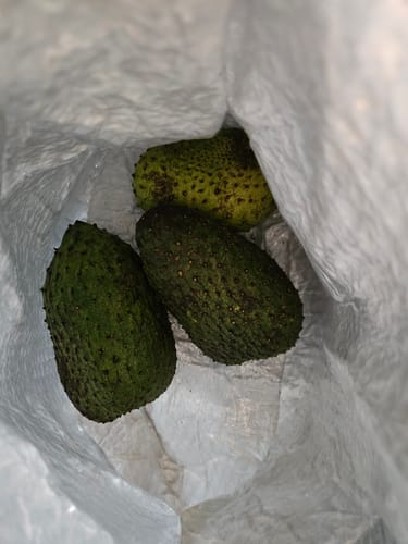 Customer photo review of Soursop