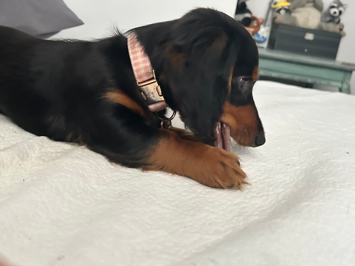 Customer photo review of 12 Inch Standard Braided Bully Stick