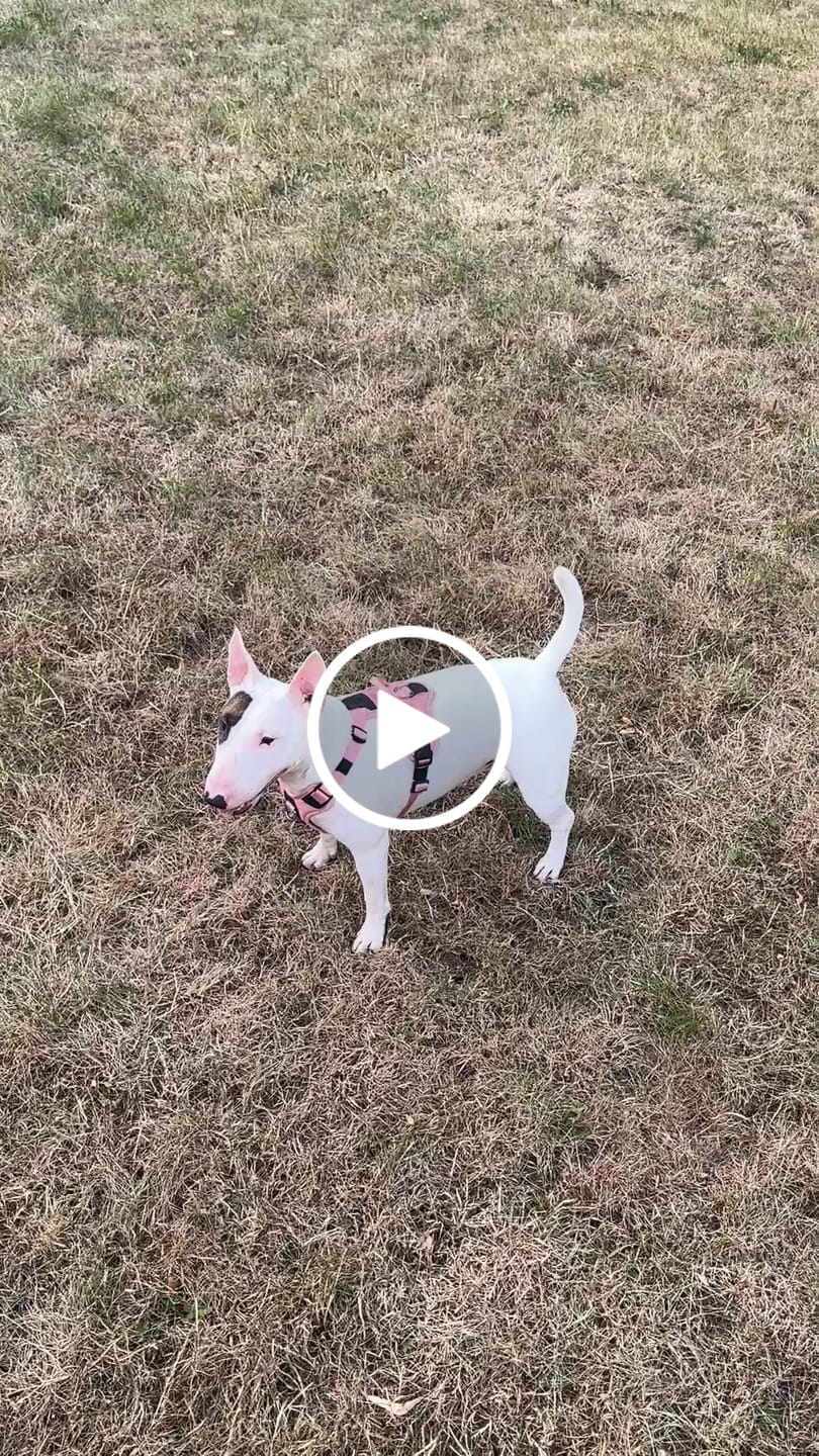 Customer video review of Anti Pull Harness | With Handle & Lighter | Hurricane Harness - Pink