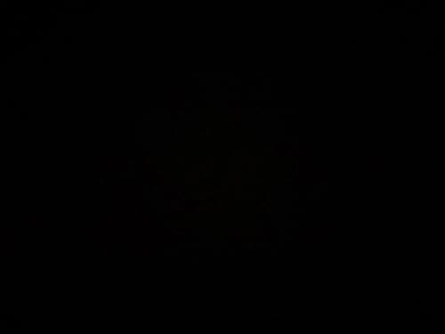 Customer photo review of Seamless Sexy Thong Women Underwear Briefs Panties Zebra Flower Low Rise Luxury Metal Buckle G-String Bikini Girls Female Panty