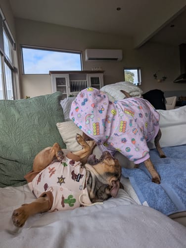 Nat M. review of Good Vibes Dog Hoodie - Purple image 3 out of 4