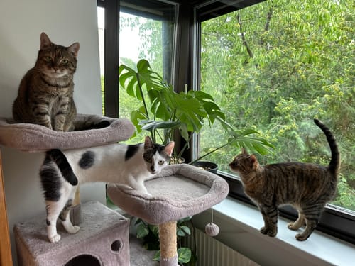 Customer photo review of Naturreines Katzenstreu