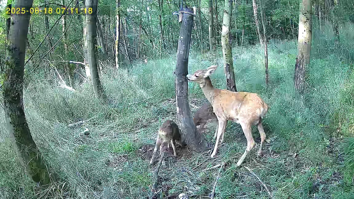 Customer photo review of Salzspray Apfel - Lockmittel Rehwild, Schwarzwild, Rotwild und Damwild
