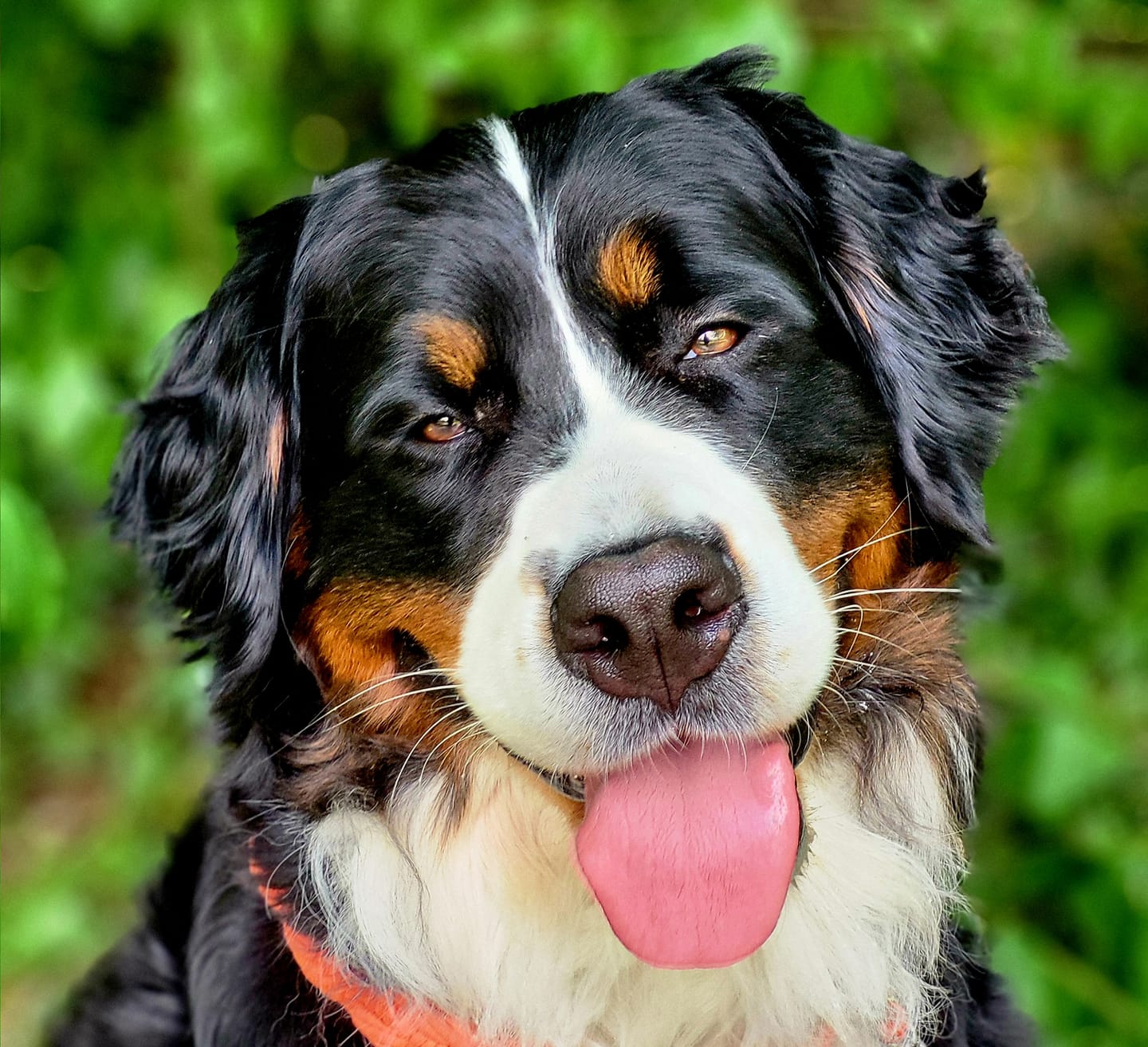 Customer photo review of Allergietest Pro Hund