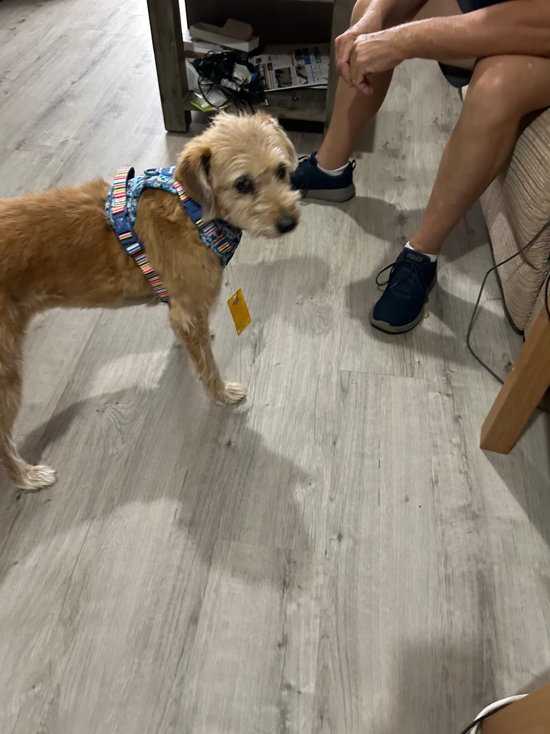 Customer photo review of Disney© Tough Trails™ Harness - Stitch's Fruit Fiesta