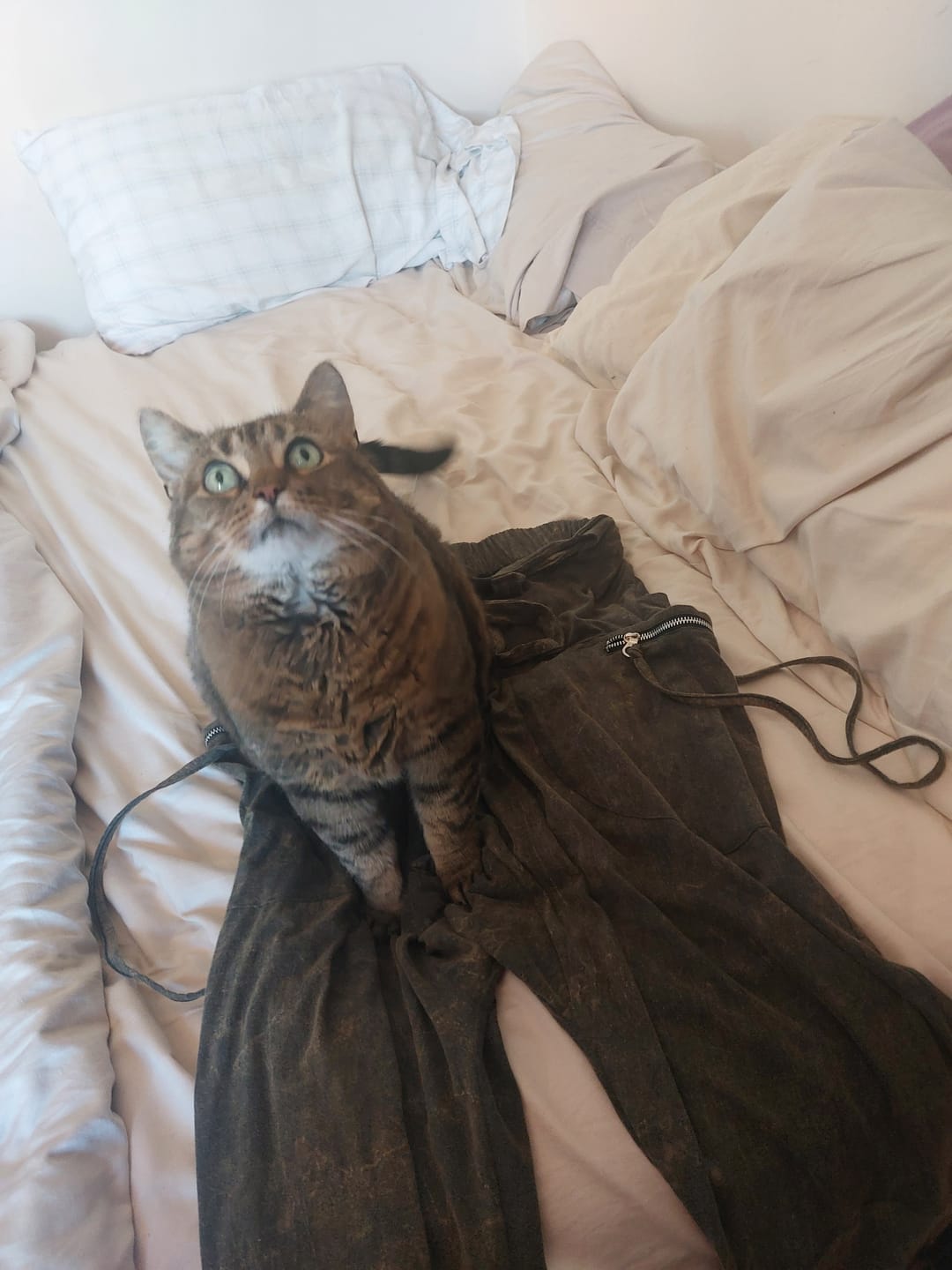 Customer photo review of Cyberpunk Harem Pants Women & Men Nebula